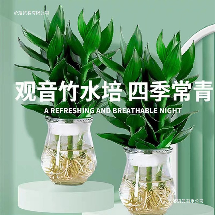 峋池观音竹富贵转运竹水培带根花卉绿植物绿萝箩办公室内盆栽
