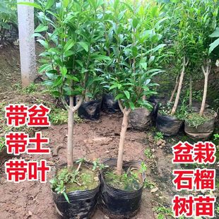 ����ʯ����玧�������~�l؛�Ϸ������Nֲ