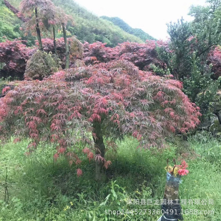Перо кленовое красные листья проект по зеленению рассада родной перо кленовый двор зеленение перо кленовое