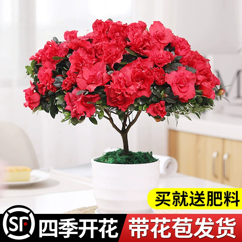 Азалия в горшке, старый сучок, большое четырехсезонное цветущее растение с бутонами, балкон, комнатное декоративное цветочное зеленое растение, простое в уходе