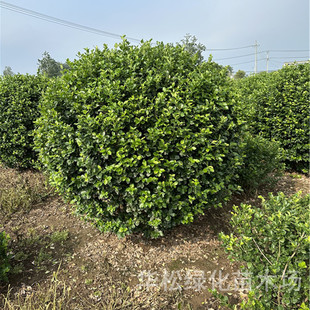 Arborvitae Ball Courtyard Cold-Resistant Shrub Four-Season Evergreen Engineering Greening Seedlings Fence Wall Plant Arborvitae Holly Ball