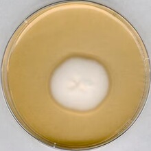 1.05438.0500������ɳ��4%�����ǭ�֬������B��500g Millipore
