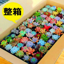 多肉植物组合盆栽稀有套装整箱新款肉肉植物一微景观贵货新手品种