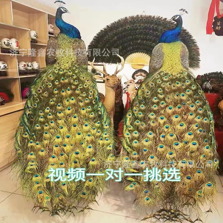 Продается образец павлина ручной работы