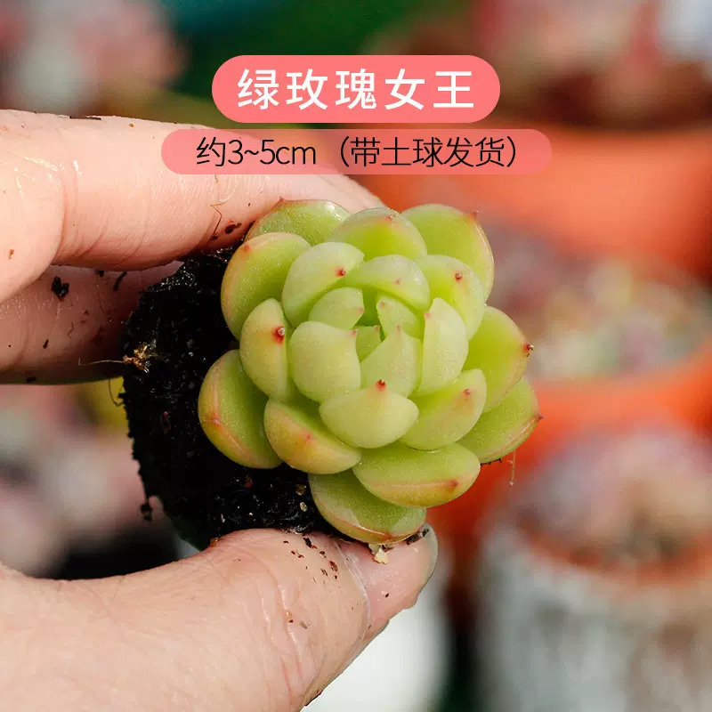 多肉植物盆栽带盆多肉绿植小盆栽批发微景观植物观察促销礼品赠送