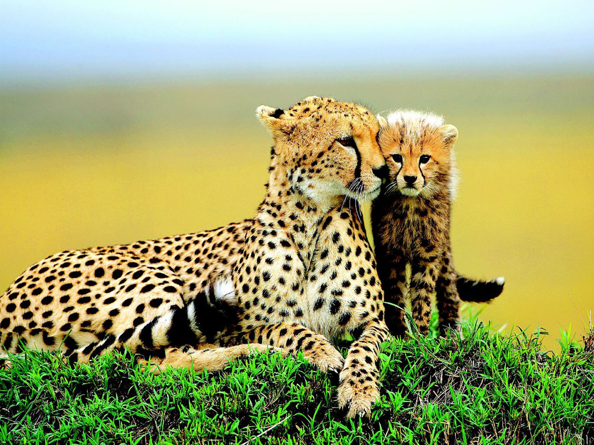 Cross-border 5d Amazon diamante pintura pegatinas hecho a mano DIY animal ladrillo pintura sala de estar pintura decorativa pegatinas al por mayor