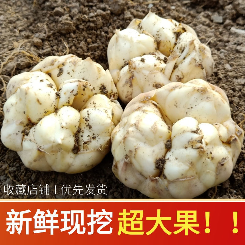 龙山新鲜百合现挖新鲜食用微苦无硫非兰州宜兴百合干货级功效|undefined