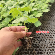 ֱ��/�޽ӿ���� ��״̿�� �׿�� ������ ��G���