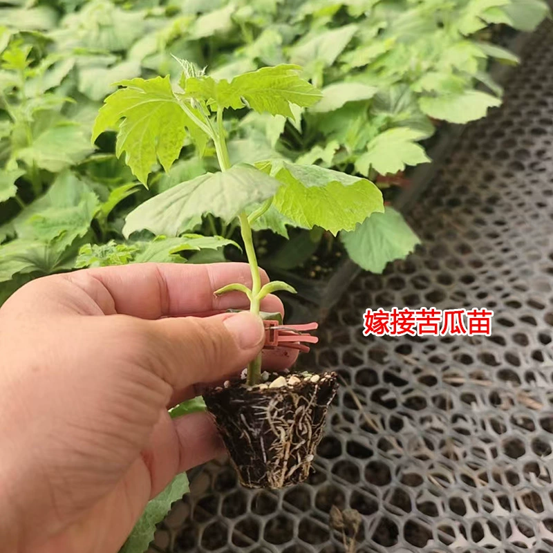 Саженцы горькой дыни с прямыми корнями/прививками, зеленые и белые шипы, горькая дыня, белая горькая дыня, горькая яблоко, жемчужная горькая дыня, изумрудно-зеленая горькая дыня