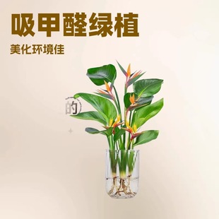 �����Bˮ��ֲ��Gֲ���Ի���ֲ���������ļ����G�҃ȿ͏d�o��ˮ��