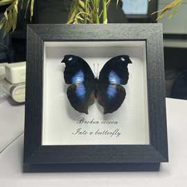 ✅正五寸真蝴蝶标本相框摆件装饰画课桌摆件生日礼物幼儿园麦太保