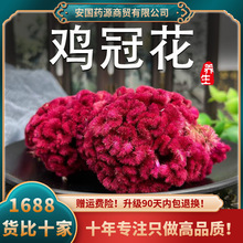 鸡冠花中药材红鸡冠花干花鸡冠子花鸡公花鸡冠头鸡寇花鸡关花新货