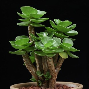 Money Wood Old Pile Succulent Plant Green Plant Indoor Potted Living Room Flower Office Desktop Easy to Feed Flowers in All Seasons
