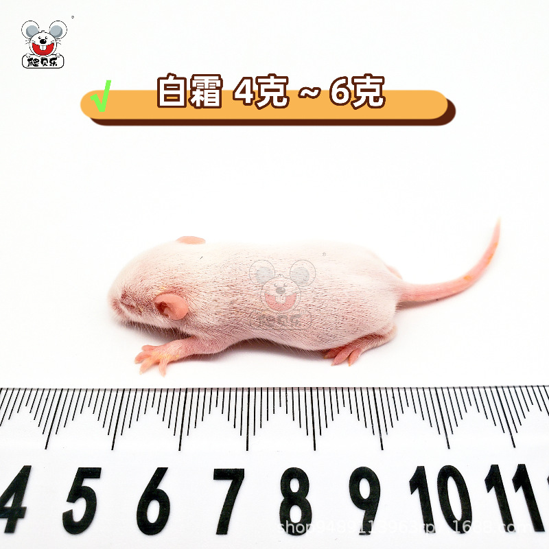 라이브 [백서 4-6g] 멸균 쥐 소스