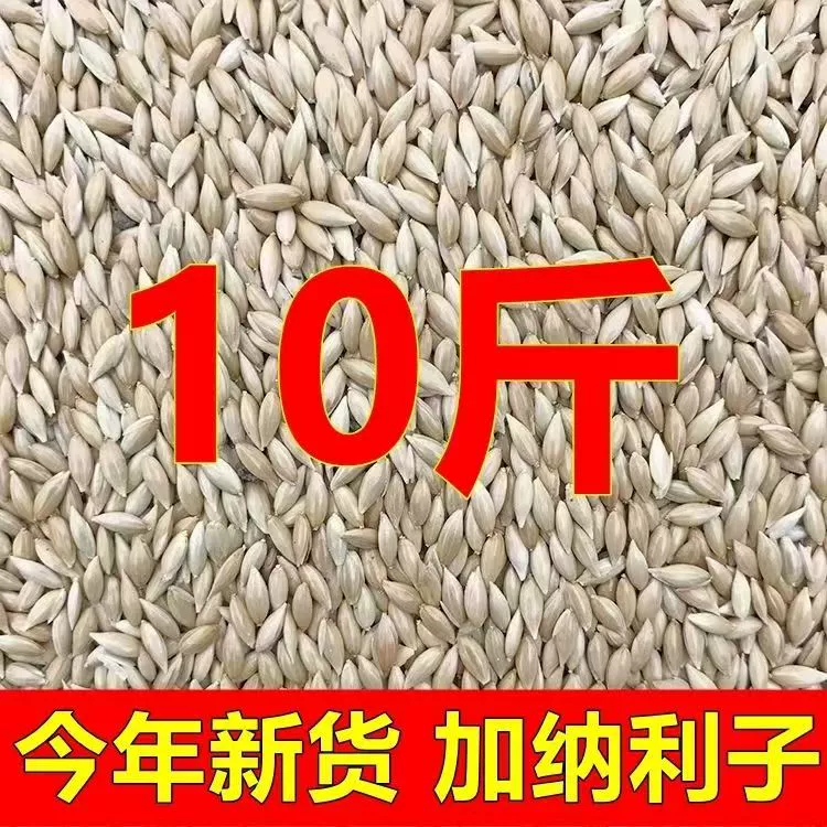 5kg семена канареек с белым кончиком, корм для канареек, попугаев, черный Феникс, тигровая кожа, канареек, высокобелковый корм для птиц