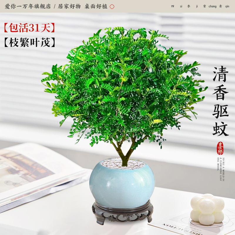 고급 향고추나무 + 얼음유약 하늘색 대야 + 원형 베이스 (포장석 + 영양액 포함)