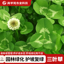 三叶草种子红三叶白三叶草籽种幸运草四季常青耐寒绿化草坪草籽
