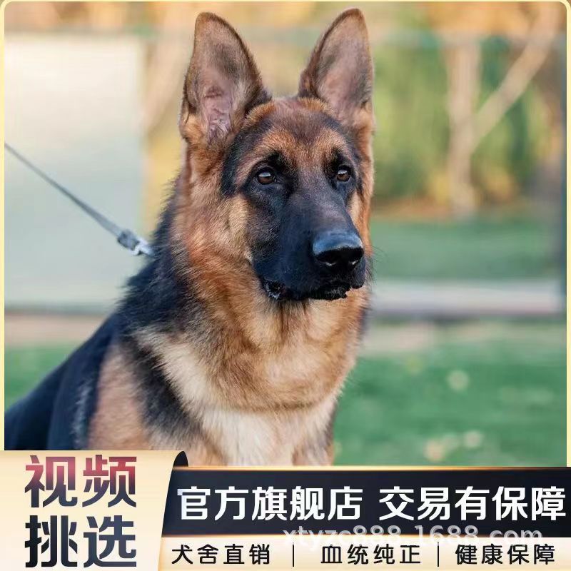 Purebred German Shepherd Puppy with Arched Back, Black-Backed German Shepherd, Police Dog, Military Dog, Large Wolf Dog, Hound, Pet Dog