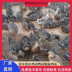 ����С�N����ĸ�����һ���g������w����ˮ���絰����������ڷ�