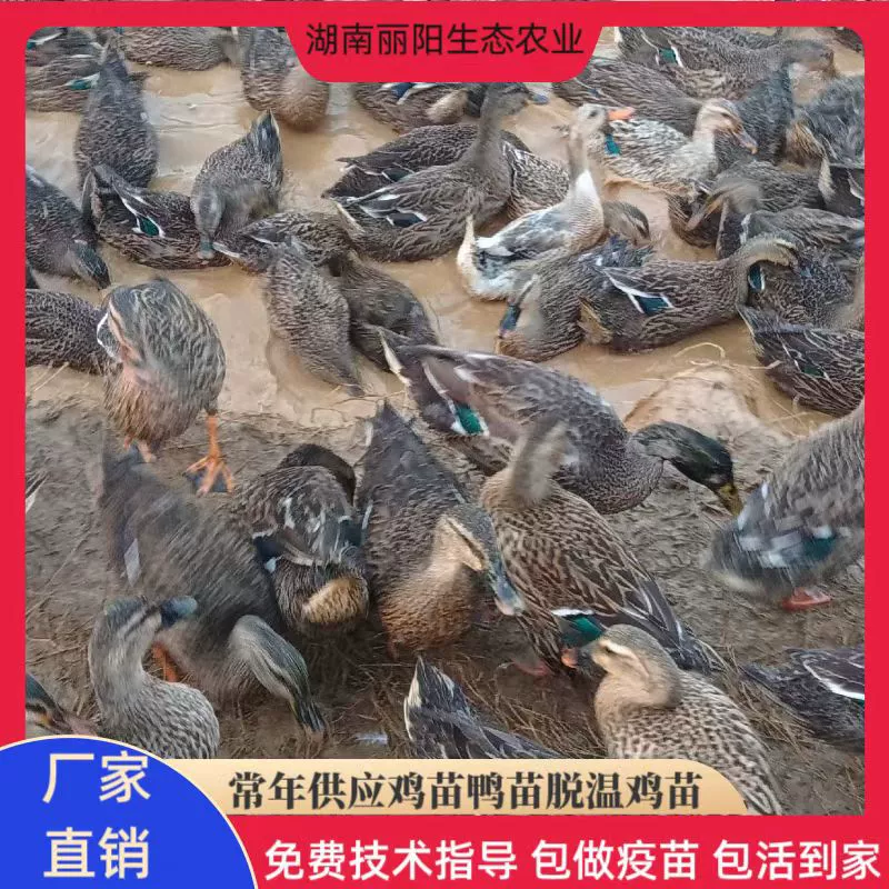 Продаются: маленькие утенки, живые утенки одного дня, водные утиные яйца, утиные яйца, зарубежные утиные яйца, черные утенки.