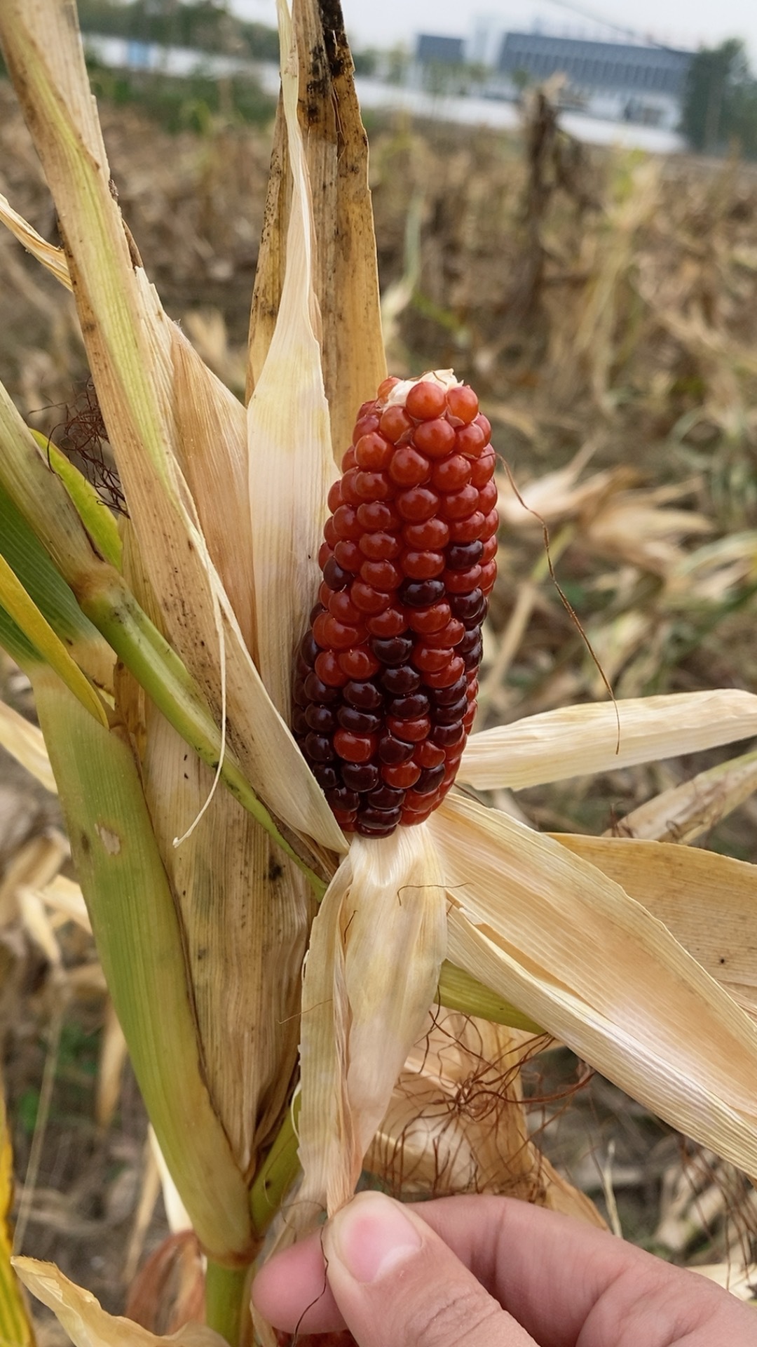 微信图片_20230903153733