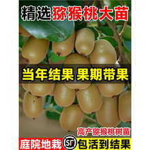嫁接猕猴桃树果苗红心软枣雌雄同体耐寒南北种植庭院当年结果