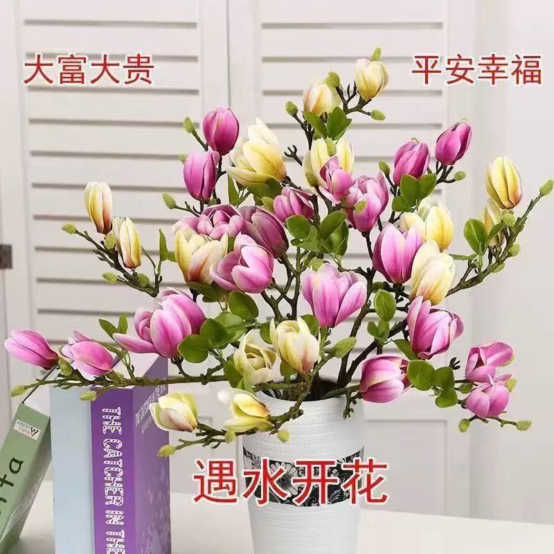 白玉兰水培花卉干枝花苞开花耐寒室内好养年宵花装饰鲜花植物