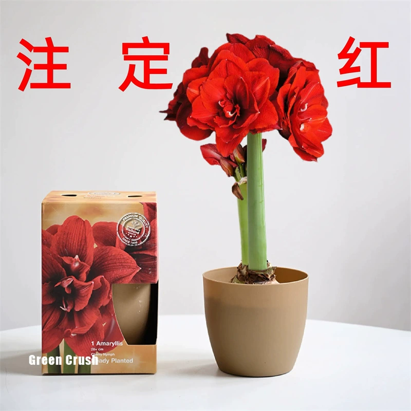 В наличии Импортный Zhuding Red Seed Ball Двойной клапан с цветочным бутоном Негабаритное цветочное растение Крытый цветочный балкон Двор Горшечное растение