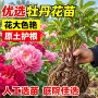洛阳地栽多年生大花牡丹花苗