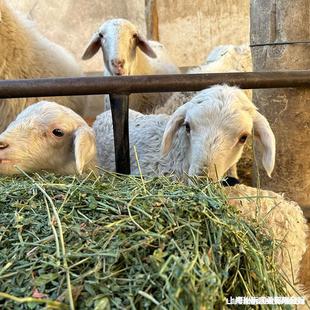 Alfalfa sheep Alfalfa forage forage Alfalfa eating grass zoo Leymus chinensis Leymus chinensis large cattle