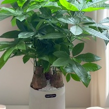 �lؔ�������҃ȿ͏d�k��������Gֲ����ֲ���ļ�������B�������