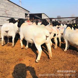 �Ų��d��С��N���Bֳ�����жŲ��d���Bֳ�� ����ĸ��