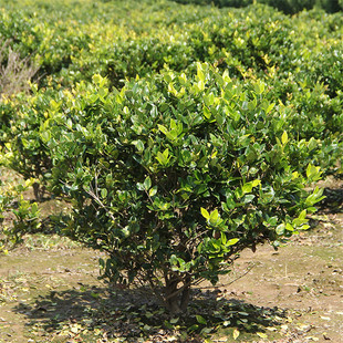 Large-Leaf Ligustrum Ball Courtyard Project Greening Spherical Shrub Golden Sasanqua Garden Evergreen Gold-Leaf Ligustrum Ball