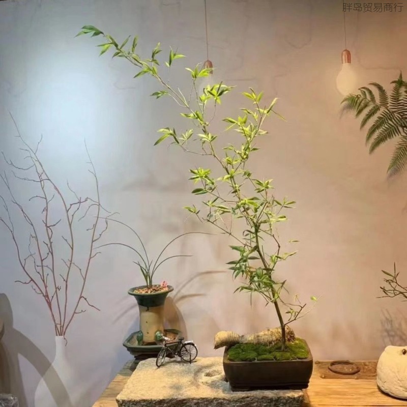 Xiaoye Lao Laosu Bamboo Xiaye Bamboo Bamboo Polar Painted Tea Table…