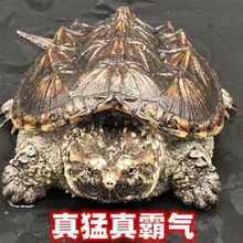 #鳄龟爆刺鳄鱼龟幼苗杂佛纯佛宠物龟凶猛小乌龟活体北美小鳄龟ins