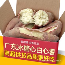广东爆皮王番薯白心面包王红薯新鲜粉糯香甜现挖农家板栗干面地瓜