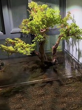 ˮ��÷��׮СҶ������ֲˮ��ֲ������΢���辰ˮ½Ϫ������쾰