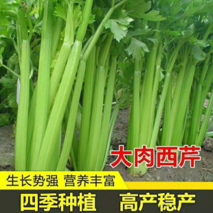 �ʺ��۲����������۸�������߮a�ļ��ﶬ�����̨ͥԺ�߲��玧��