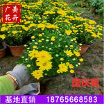 青州大盆国庆菊批发市场 山东质量好的造型菊花 黄色盆花菊花价格