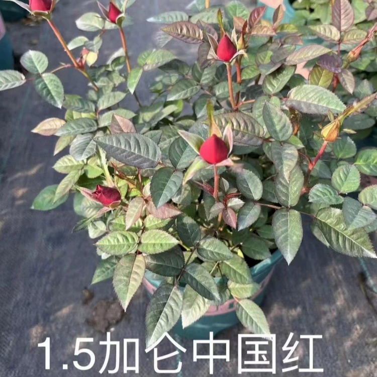 Сок балконной розы с пакетиком, китайский красный сок балконной розы, большой стакан сока балконной розы, рассада балконной розы