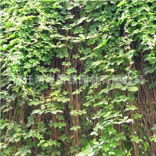 For Sale Creeper Climbing Vine Five-Leaf Ground Brocade Courtyard House Beautification Seedlings Gardening Large Wholesale