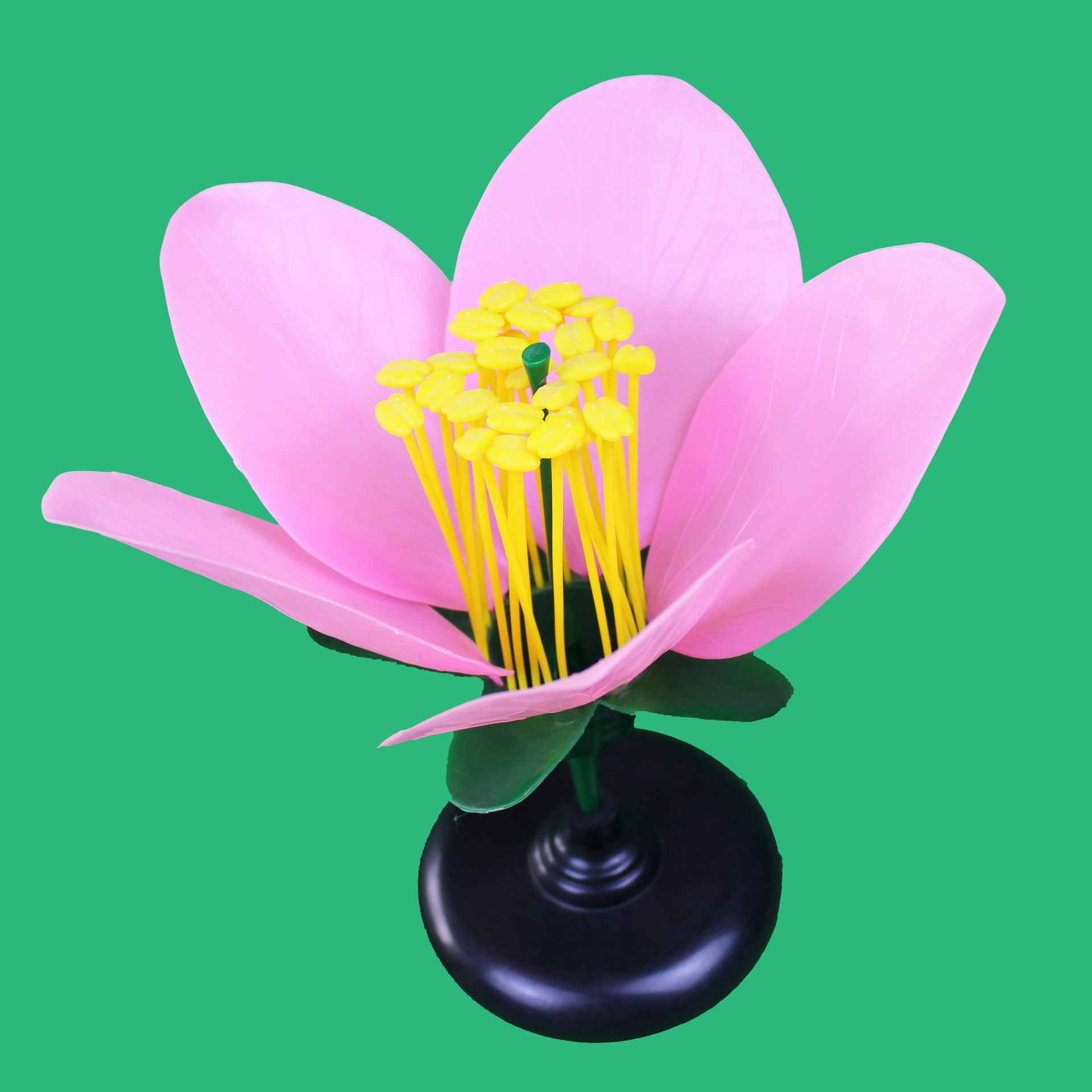 初中生物教学仪器桃花结构模型仪器设备五花瓣蕊结构展示仪器设备