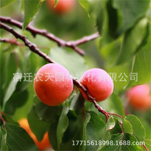 Ә羫Ʒ޽ӾϷNֲdԹ箔Y