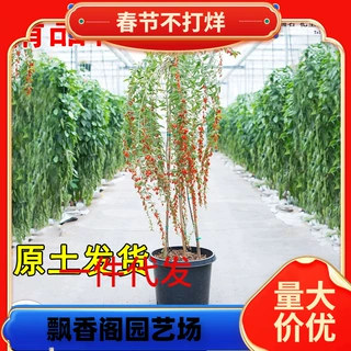 一件代发宁夏枸杞树苗盆栽红黑枸杞黄枸杞地栽南北方食用保健蔬菜