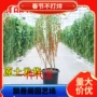 宁夏食用盆栽地栽树苗