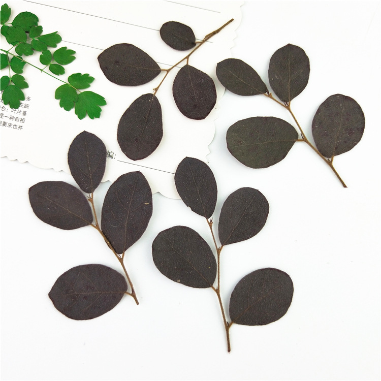 红花檵木 植物标本 干花叶片  押花书签台灯蜡烛 树叶标本贴画