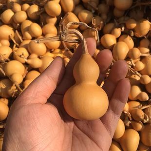 Premium Natural Small Gourd Special Price Handle Piece for Handling, Zhou Zheng with Dragon Head, Unique Small Gourd for Hand-Twisting