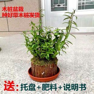 �FƤʯ���������_��ľ�����Կ�ʳ���r�l�N�ðl؛�҃���Gֲ