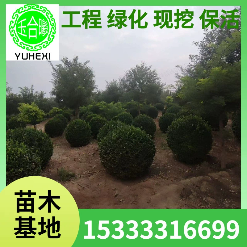 Шары из самшита, высококачественные шары из самшита, вечнозеленые растения для любого времени года, инженерный ландшафтный дизайн, полная спецификация поставки с базы.