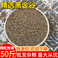 新黑金谷陕西秦岭 50斤黑金谷米黑金谷粥血燕麦血钻野燕麦